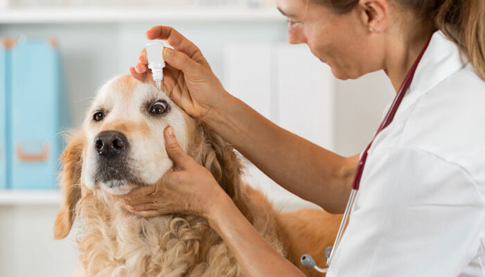 5 ways to save money on pet medications