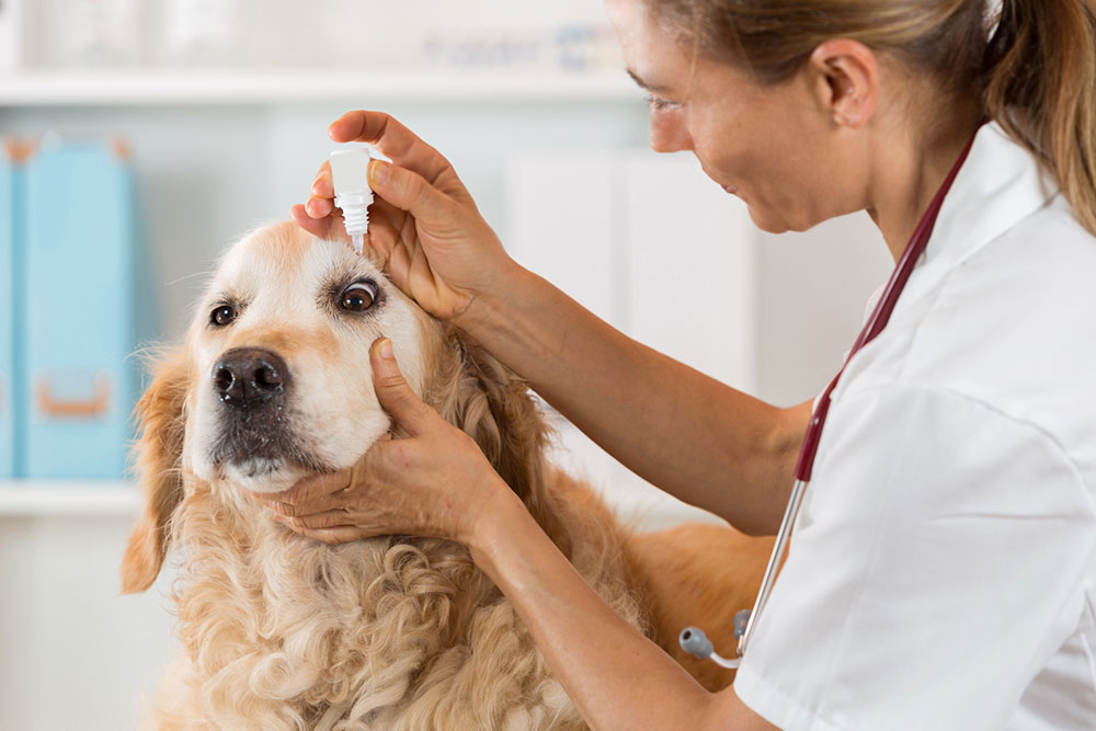 5 ways to save money on pet medications