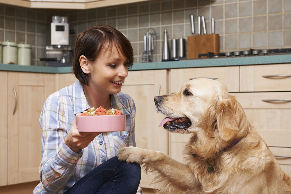 Common Symptoms of Food Allergies in Pets