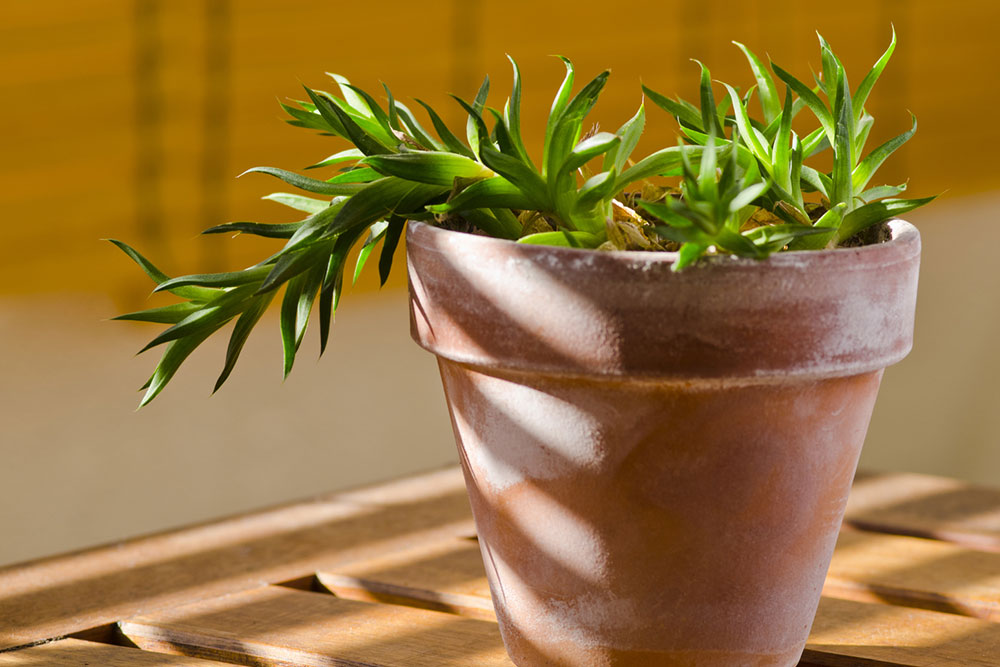Dangerous Houseplants for House Cats