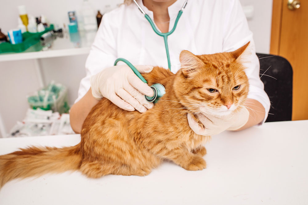 Major Treatments for Managing Feline Diabetes