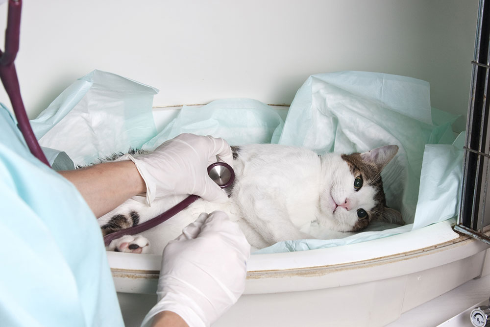 Pet Insurance: Advantages and Disadvantages