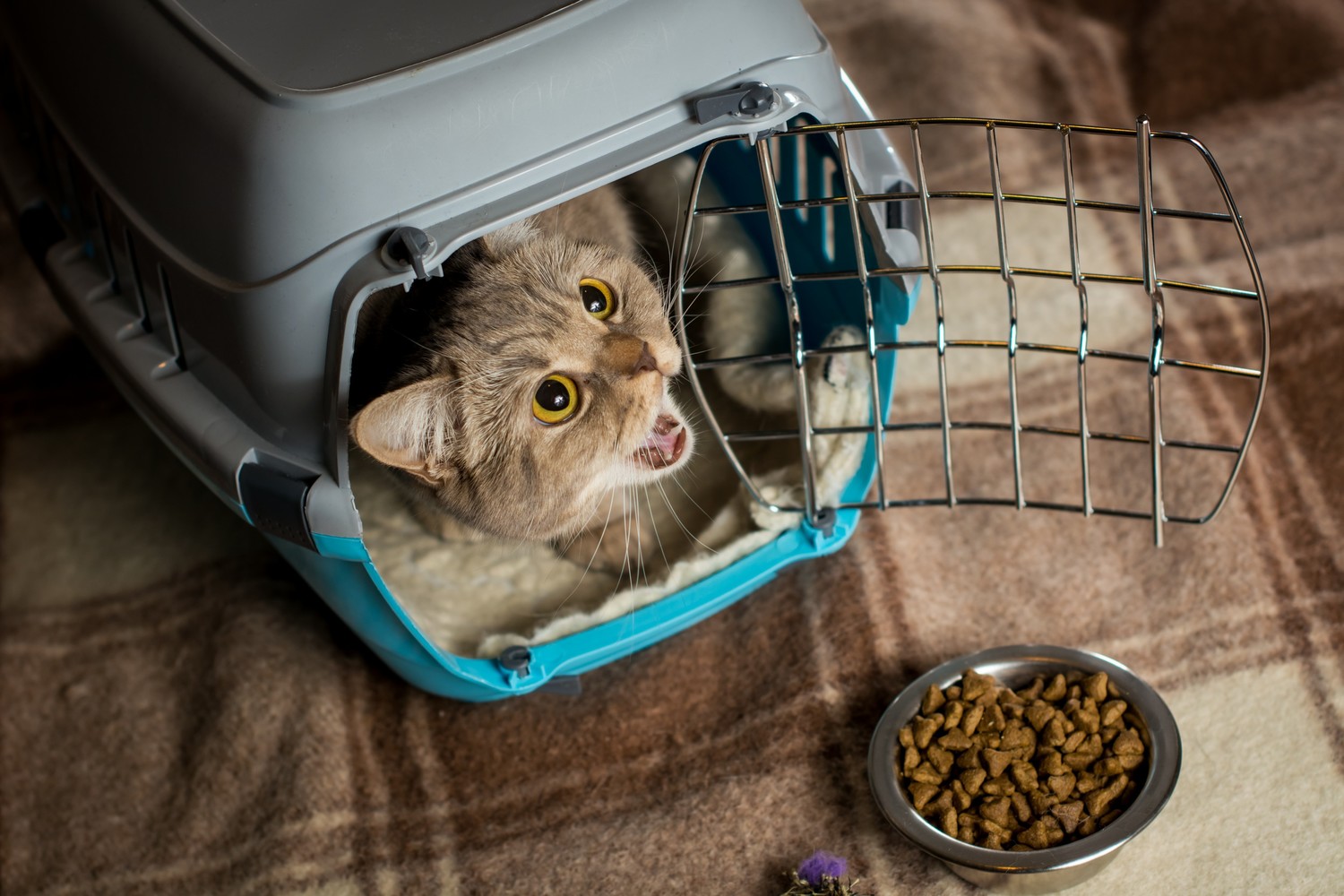 Smart Tips on Cat Treats and Food