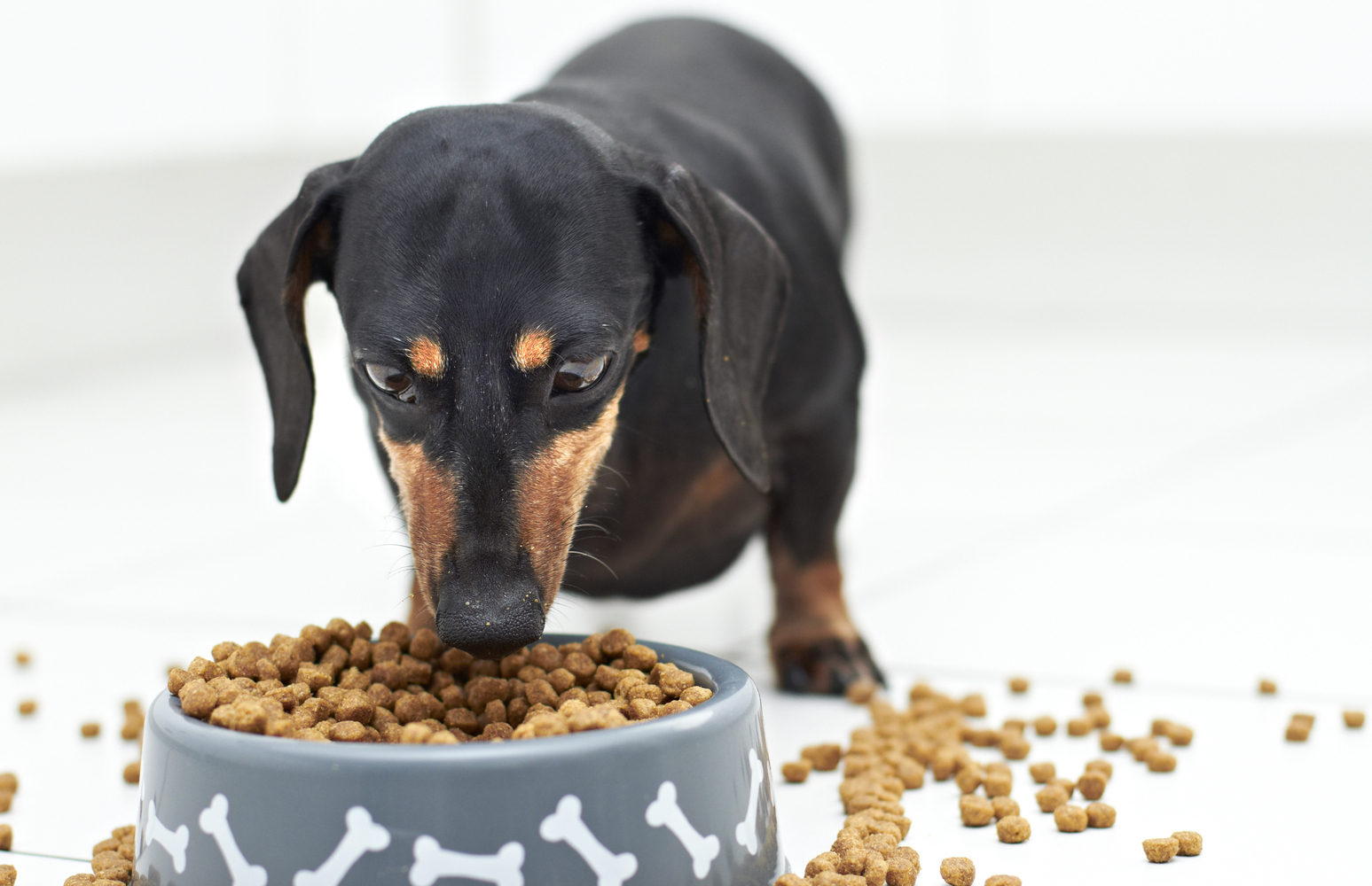 Healthy Dog Food Tips